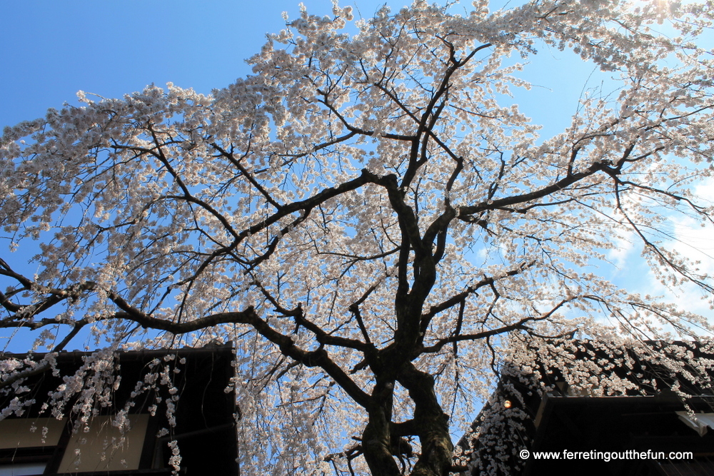 gion weeping cherry tree