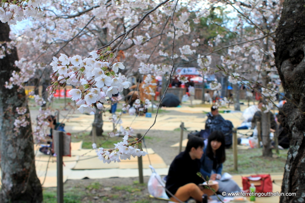 kyoto hanami