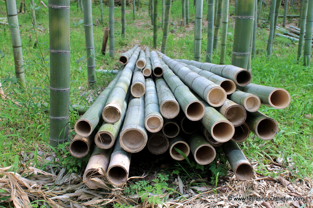 kyoto bamboo grove