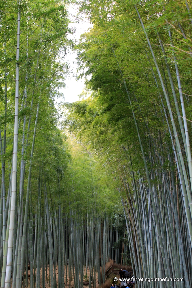 The peaceful Arashiyama bamboo grove in Kyoto, Japan