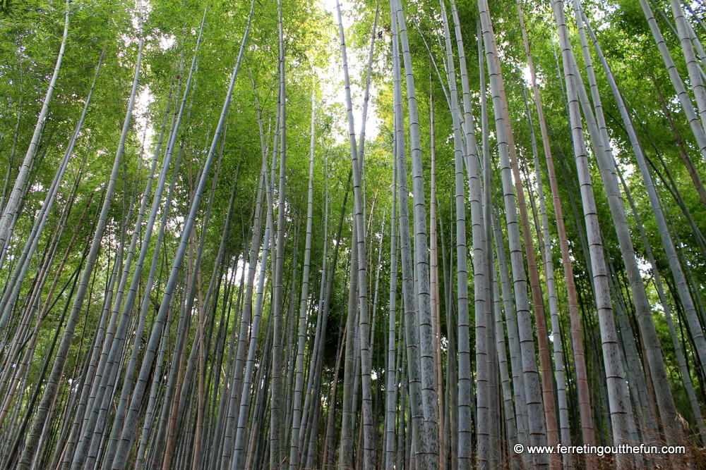 kyoto bamboo forest
