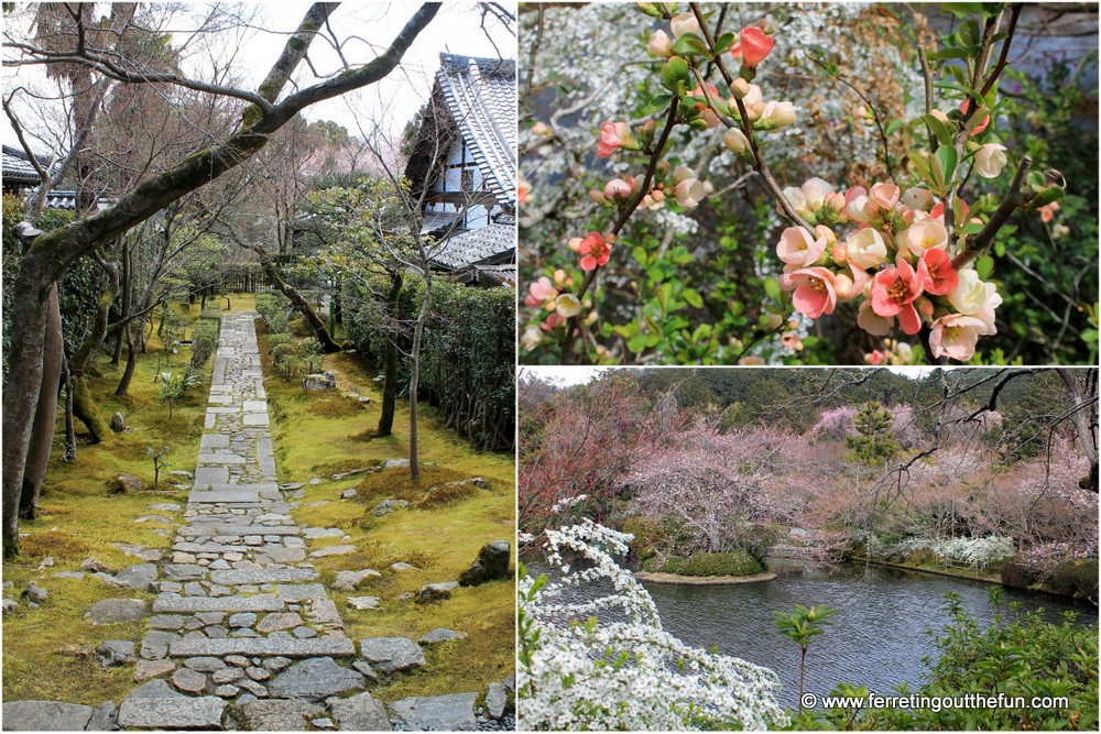ryoan-ji garden in spring