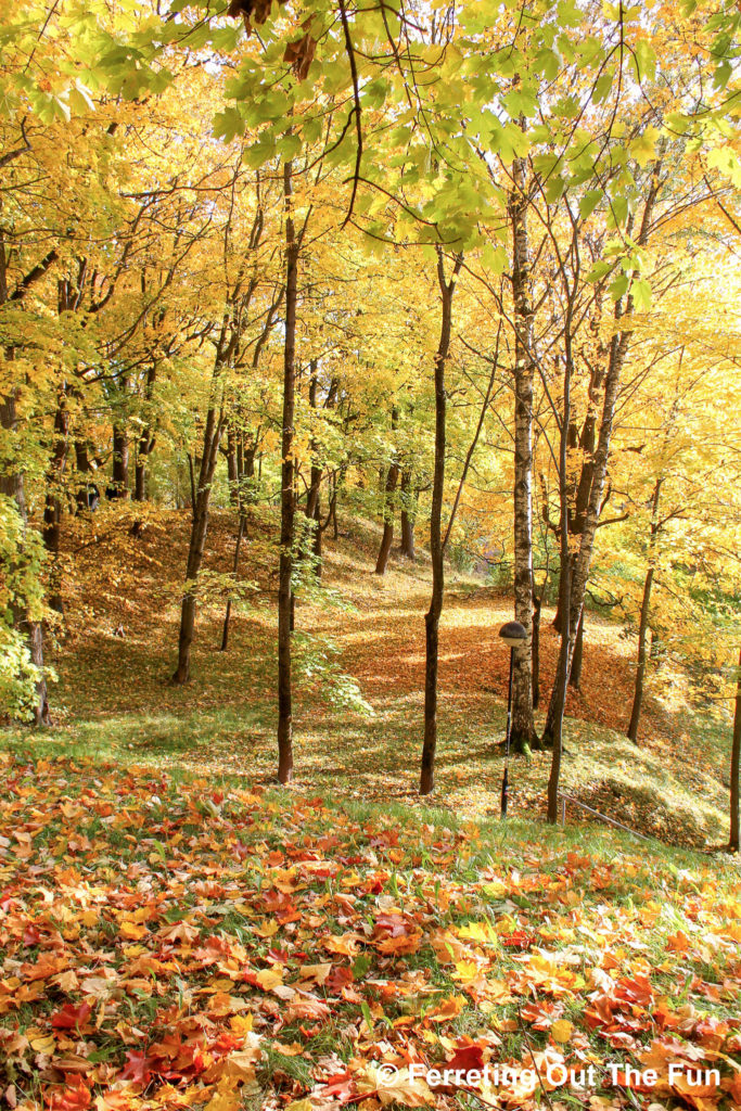 Golden autumn foliage in Tartu, Estonia