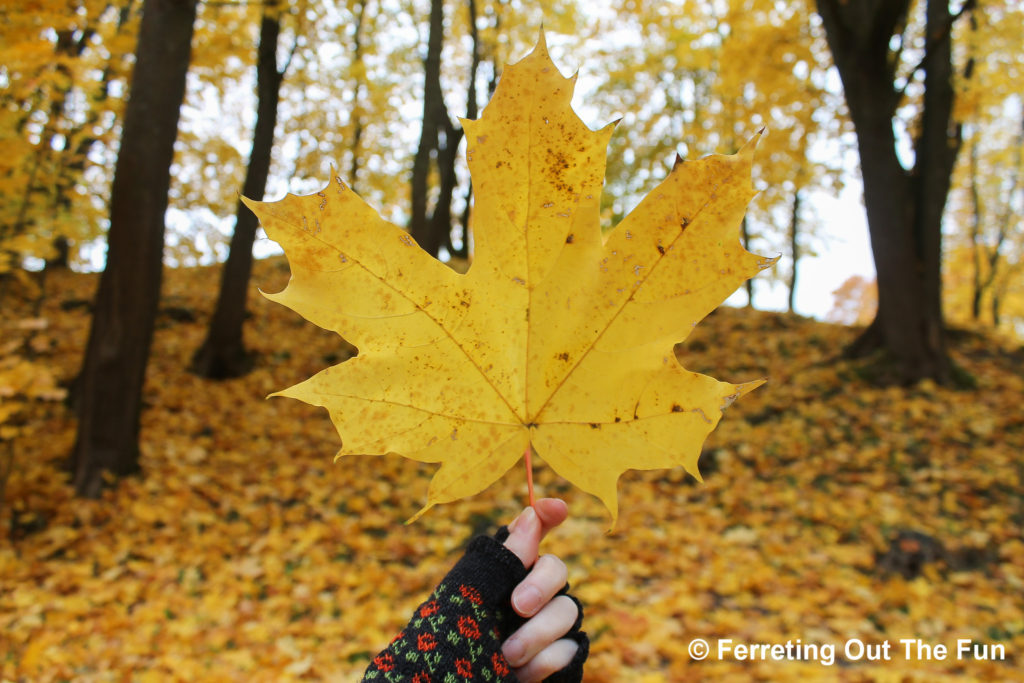 autumn in estonia