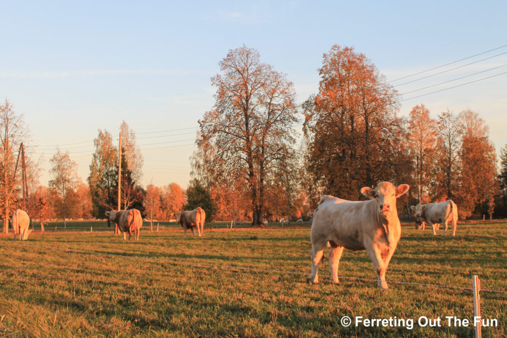 latvia cows