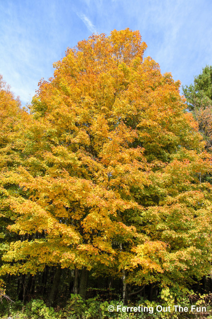 A perfect autumn tree in the Berkshires, Massachusetts
