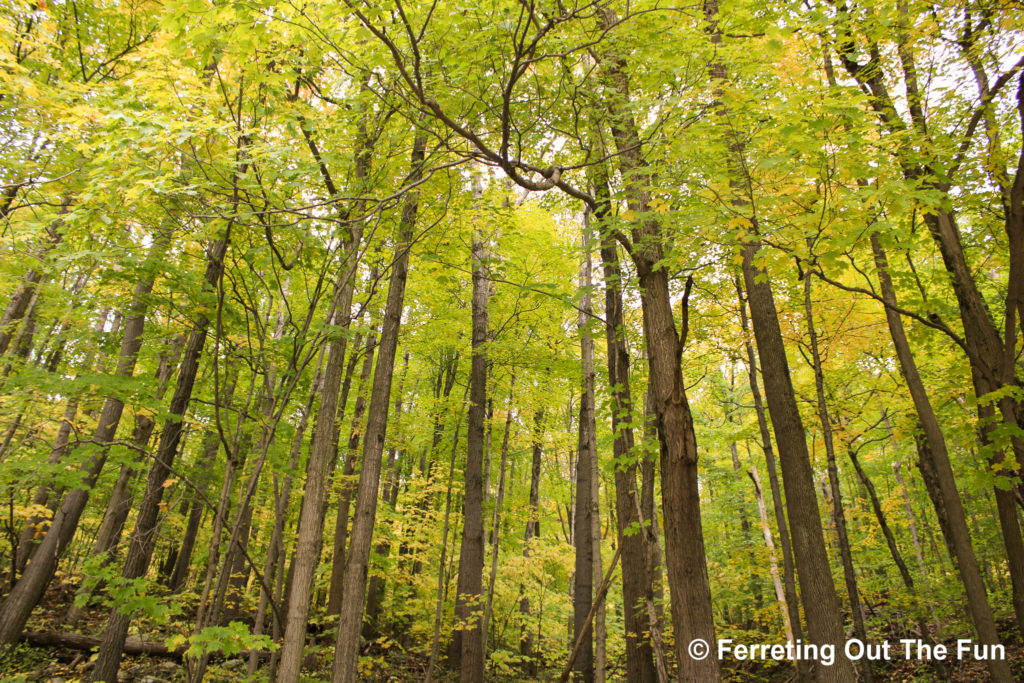 mohawk trail state forest