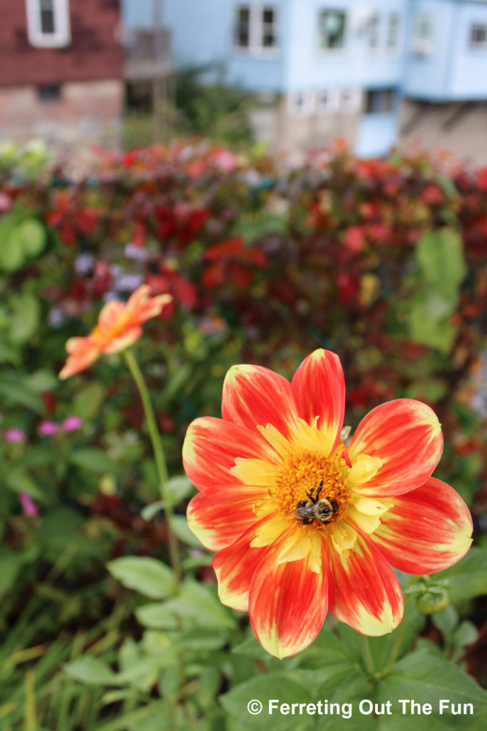 A bumblebee pollinates a dahlia on the Bridge of Flowers in Shelburne Falls, Massachusetts