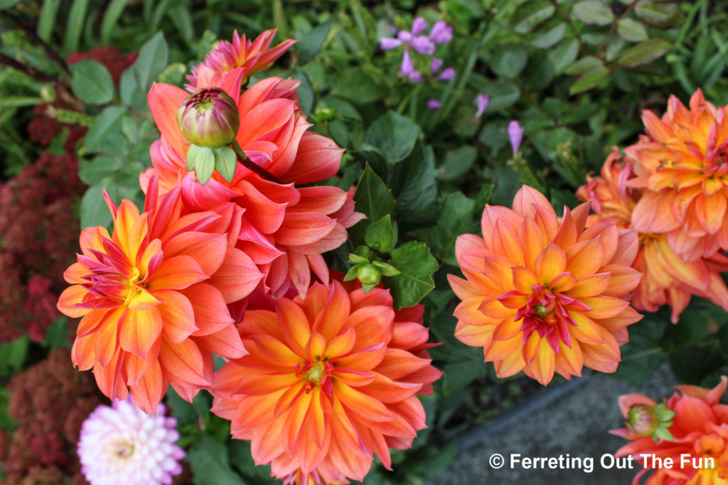 bridge of flowers dahlias