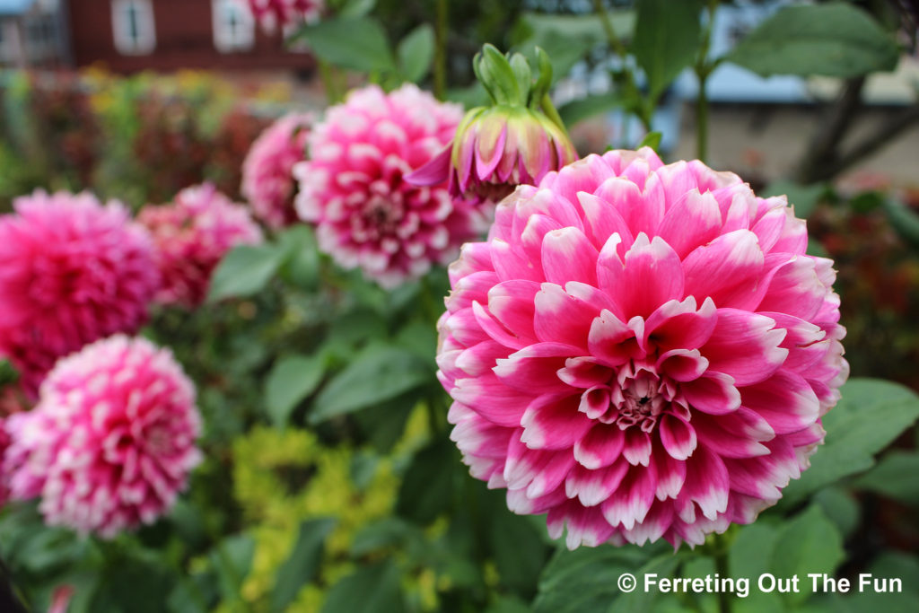 bridge of flowers dahlias