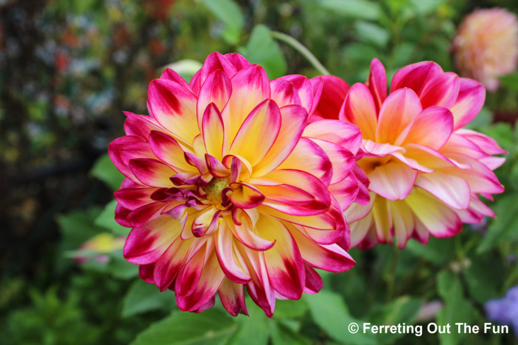 bridge of flowers dahlias