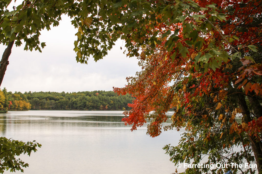 walden pond autumn leaves