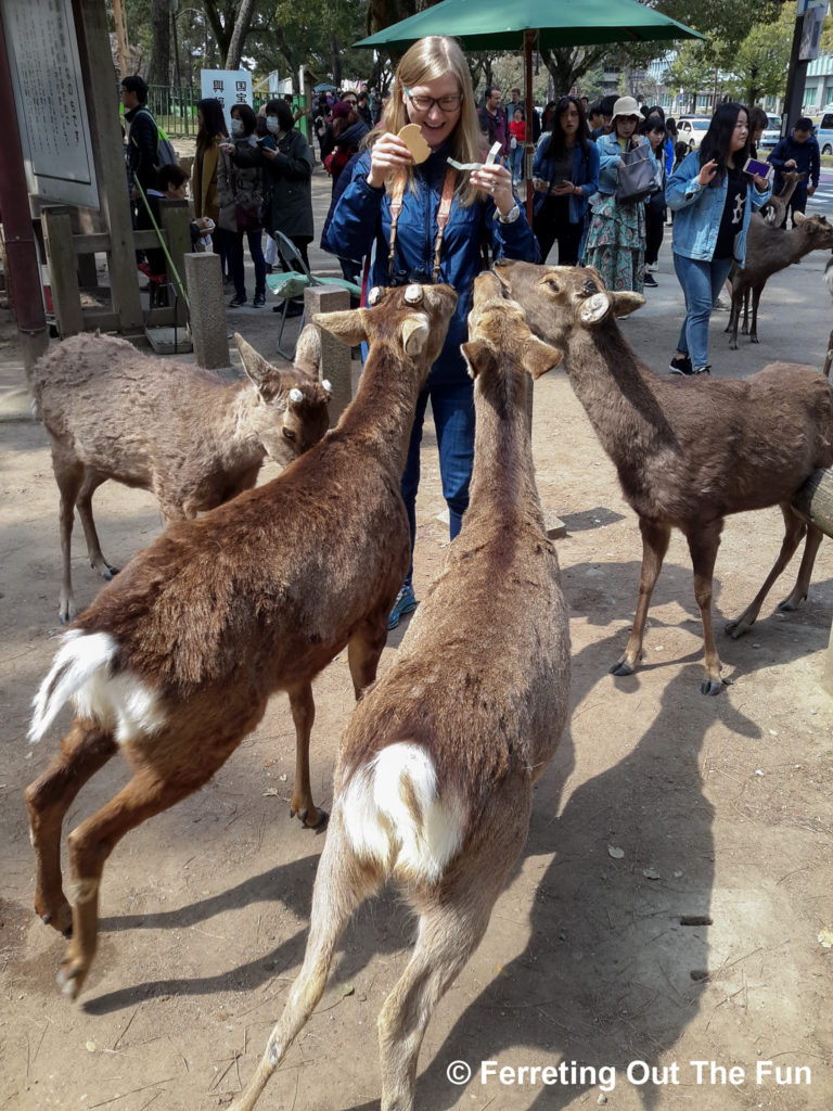 Feeding the hungry deer of Nara, Japan