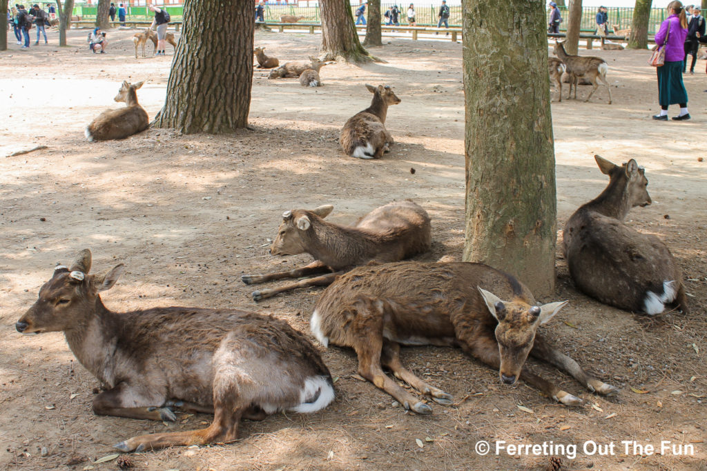 nara deer park