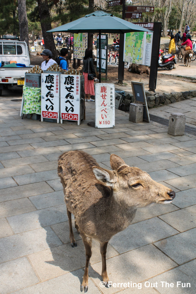 A deer hopes for a biscuit in Nara , Japan