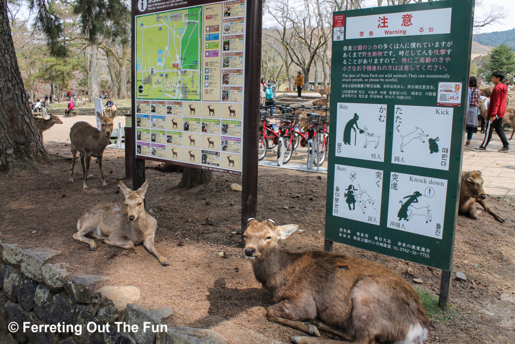 nara deer park