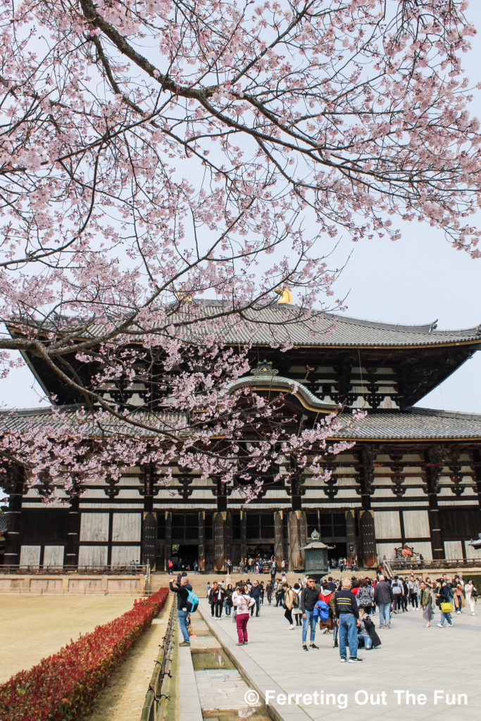 Cherry blossoms at Todai-ji Temple in Nara, Japan