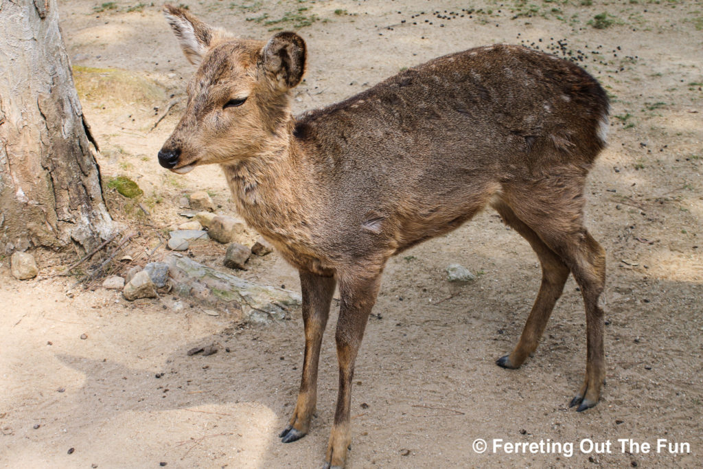 nara baby deer