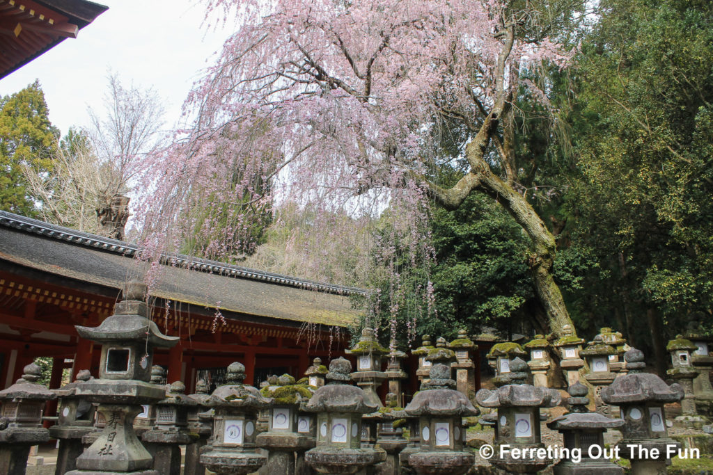 kasuga taisha lanterns nara