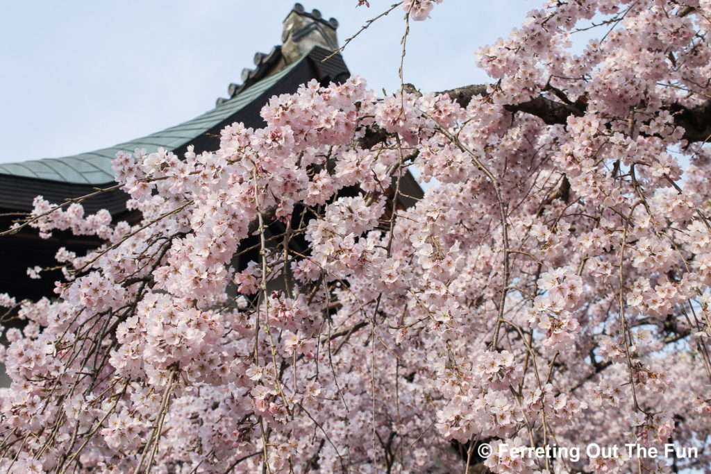isuien garden spring cherry blossoms