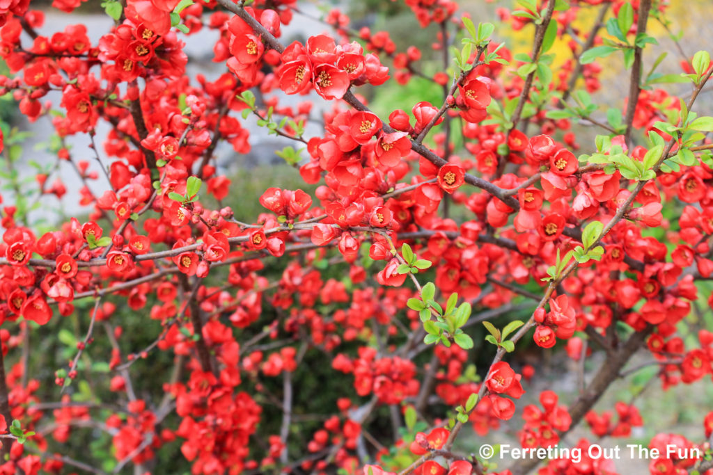 isuien garden in spring