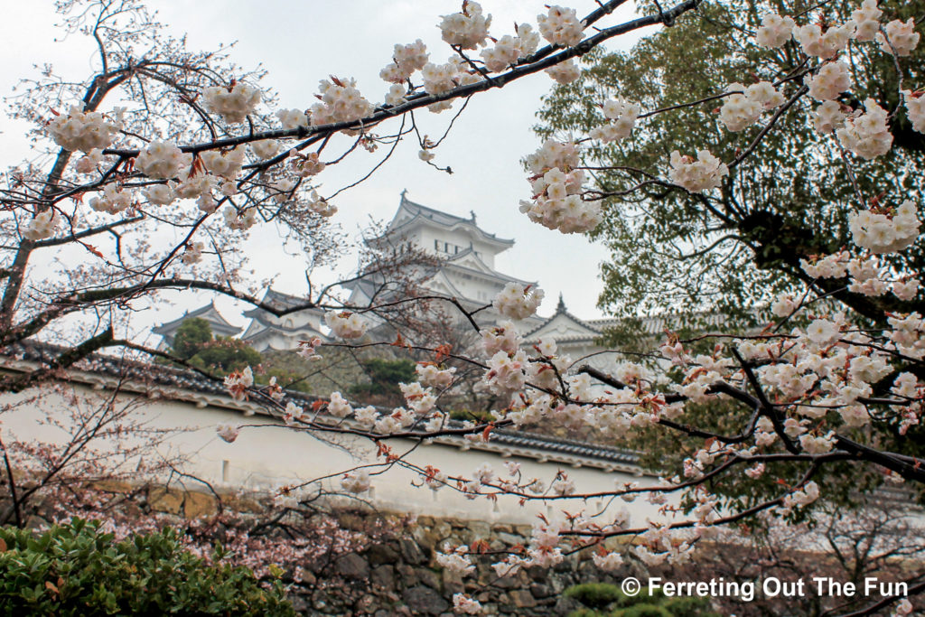 himeji castle cherry blossoms