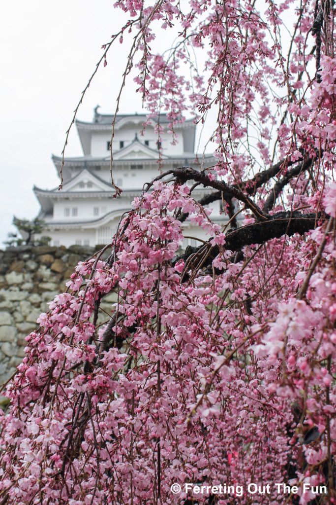 Pink cherry blossoms cascade in front of Himeji Castle in Japan