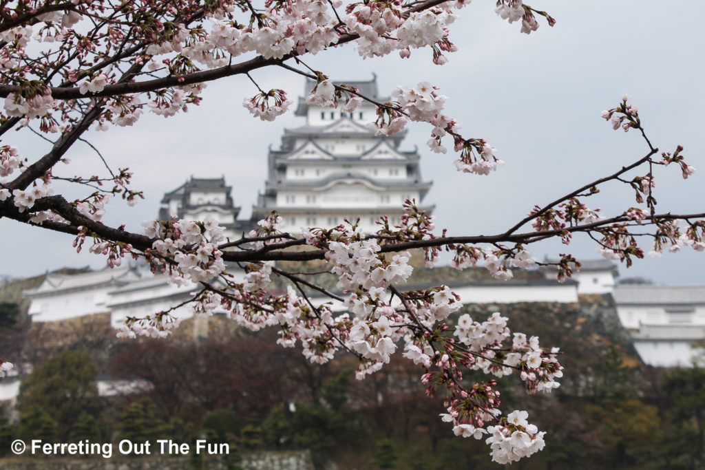 japan cherry blossoms