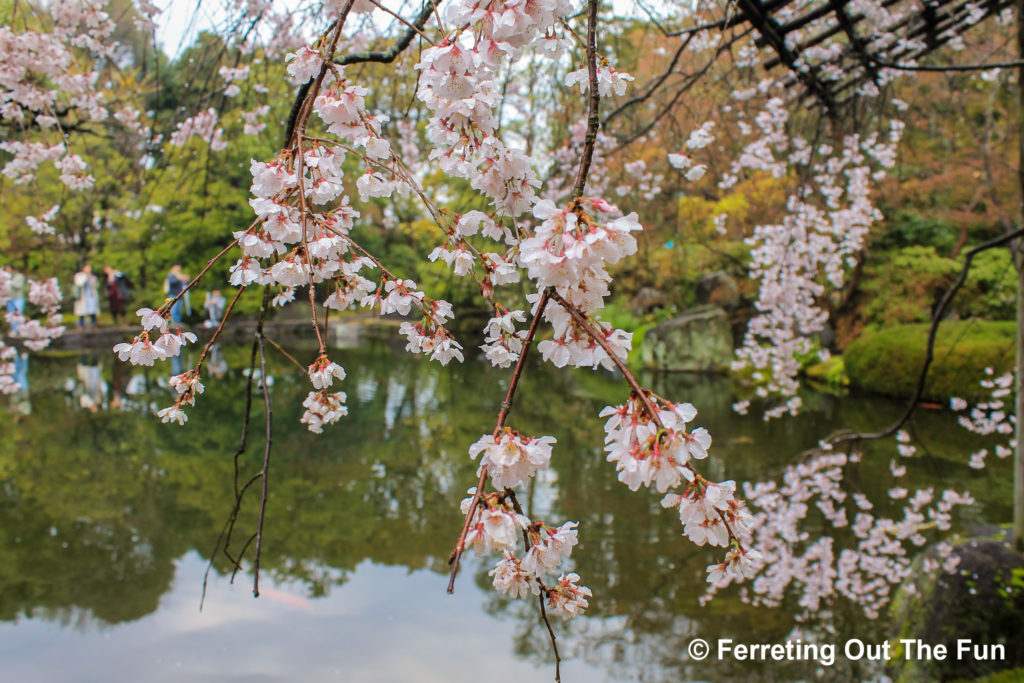 kokoen garden cherry blossoms