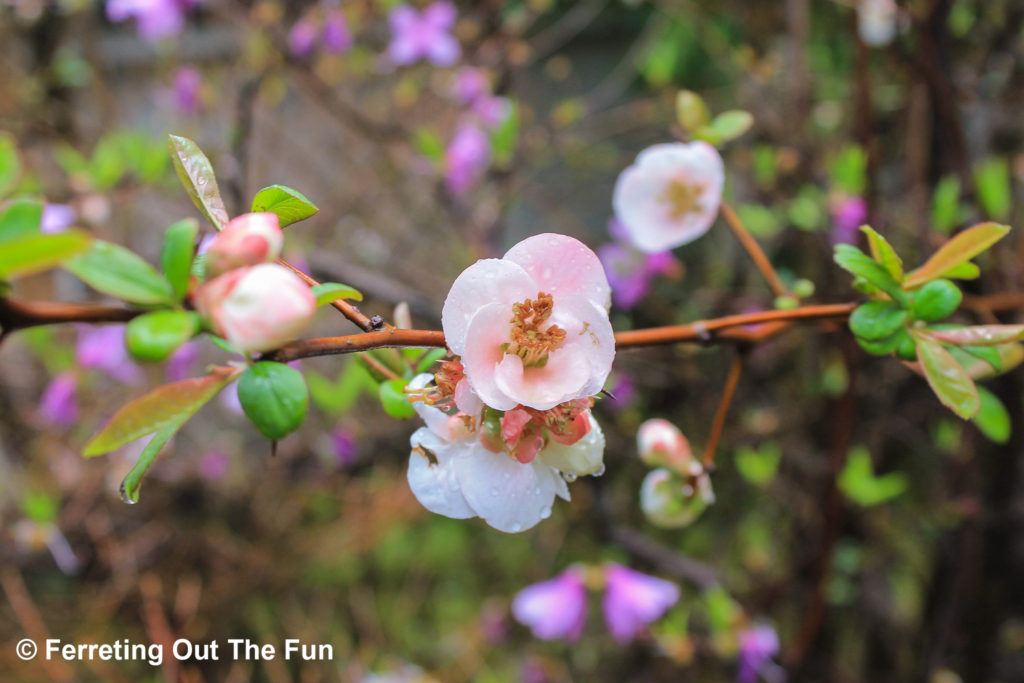 kokoen garden spring flowers