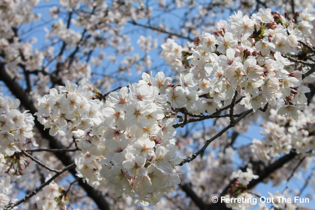 cherry blossoms