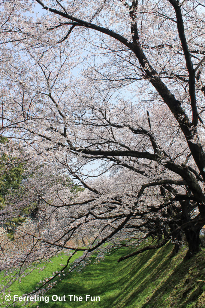 Cherry blossoms cover the moat of Nagoya Castle in Japan