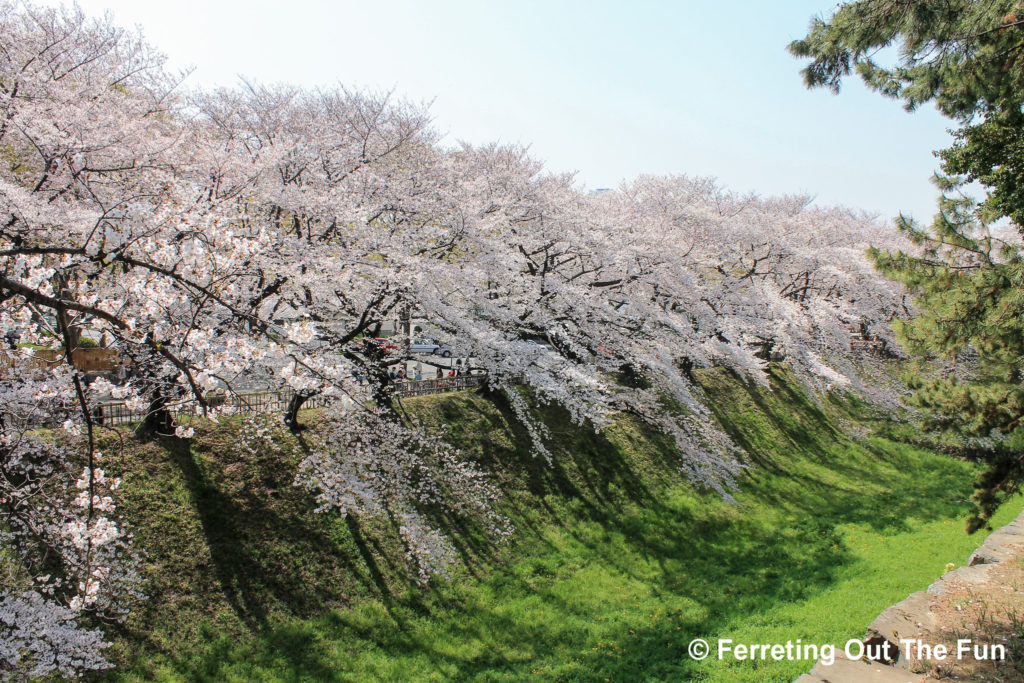 nagoya cherry blossoms
