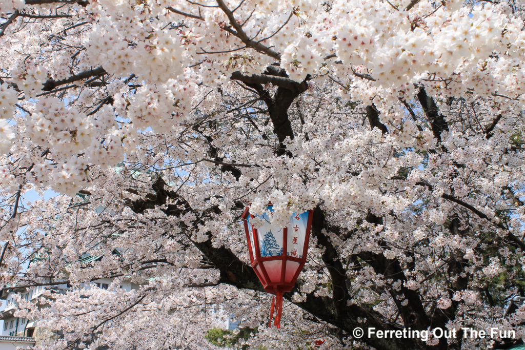 nagoya cherry blossom festival