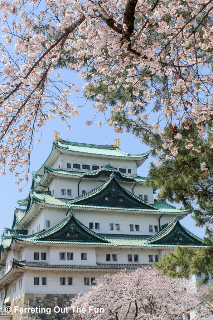 Cherry blossoms surround Nagoya Castle in Japan