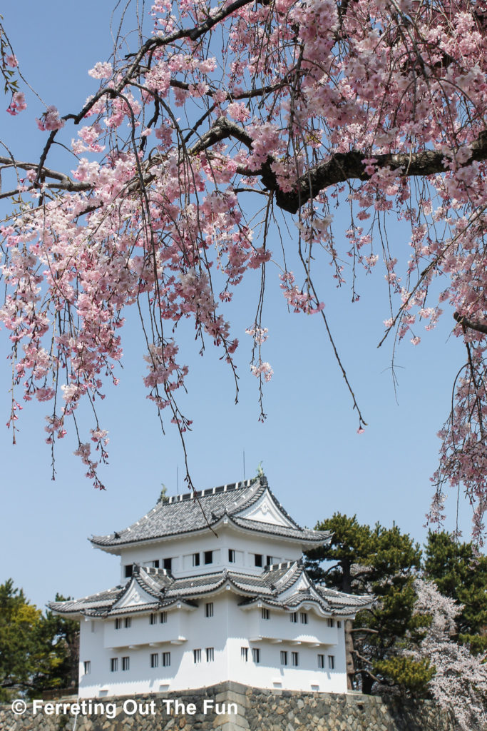 Spring cherry blossoms in Nagoya, Japan