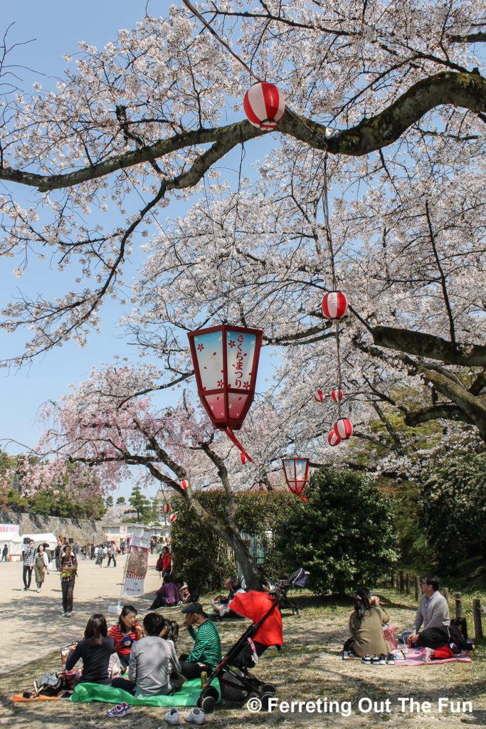A hanami party, or cherry blossom viewing, at a festival in Nagoya Japan