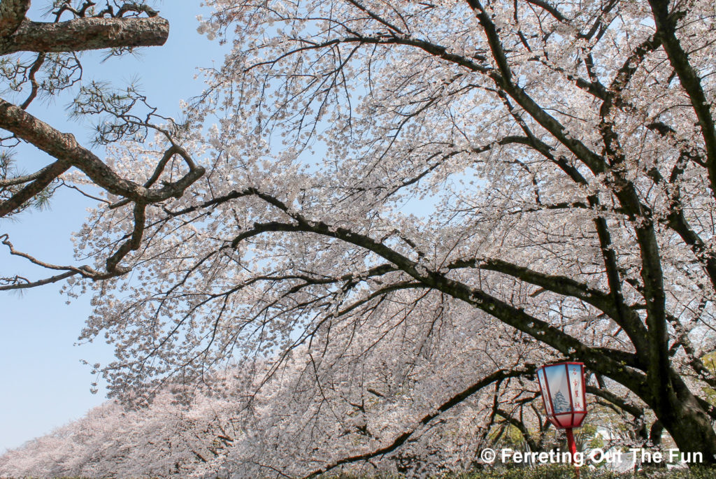 japanese cherry blossoms