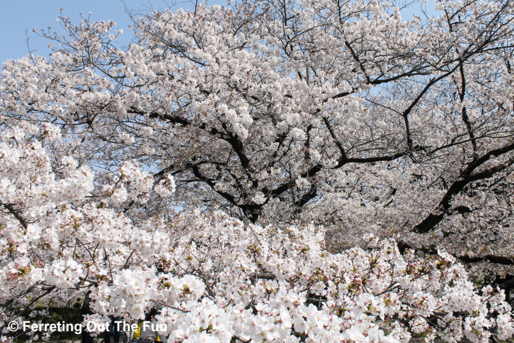 japanese cherry blossoms