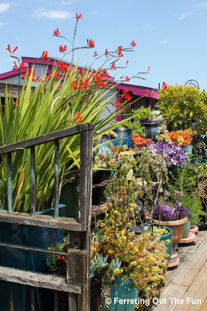 A colorful garden in the floating homes village of Sausalito, California