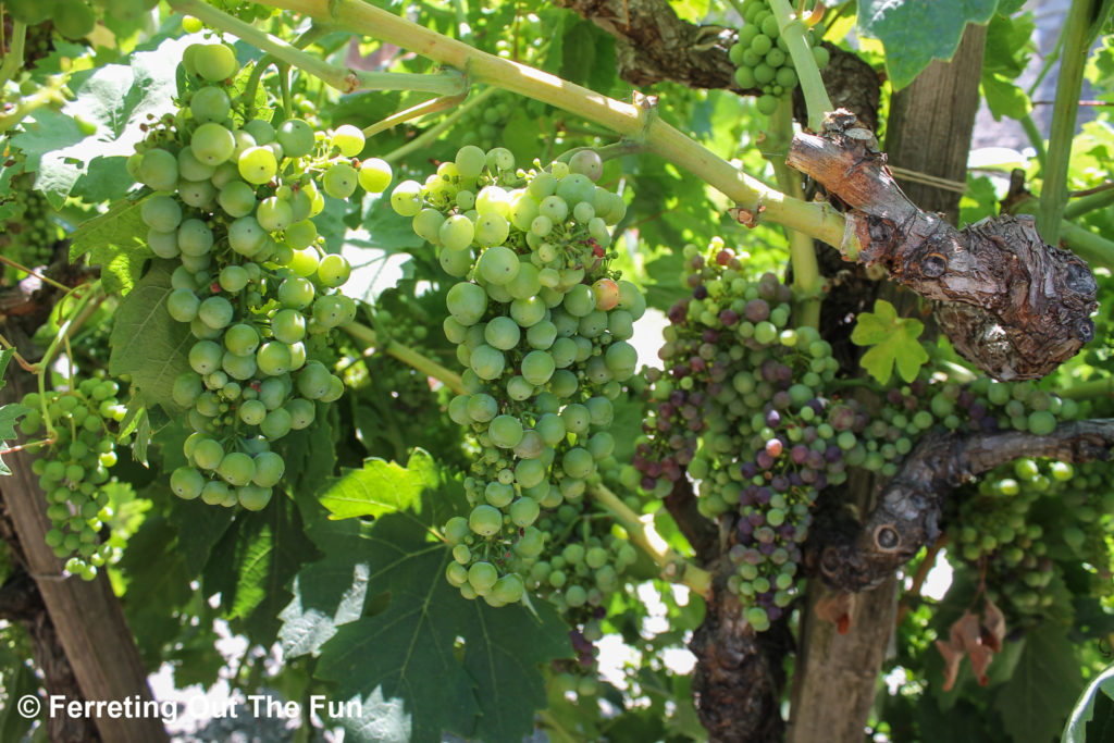 california grapes