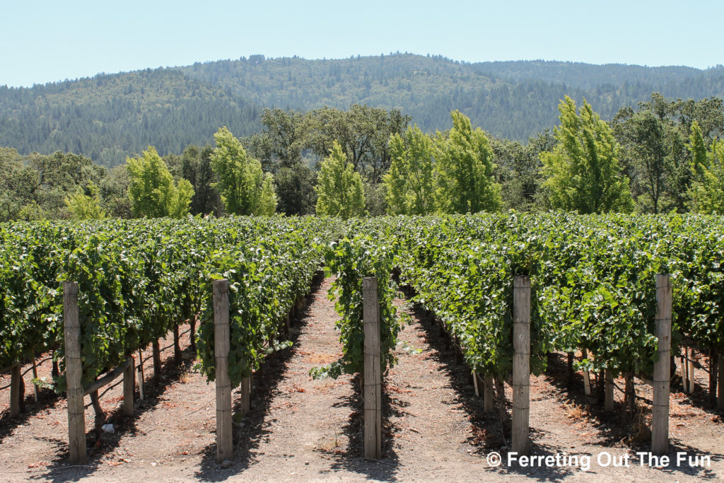 napa valley vineyard