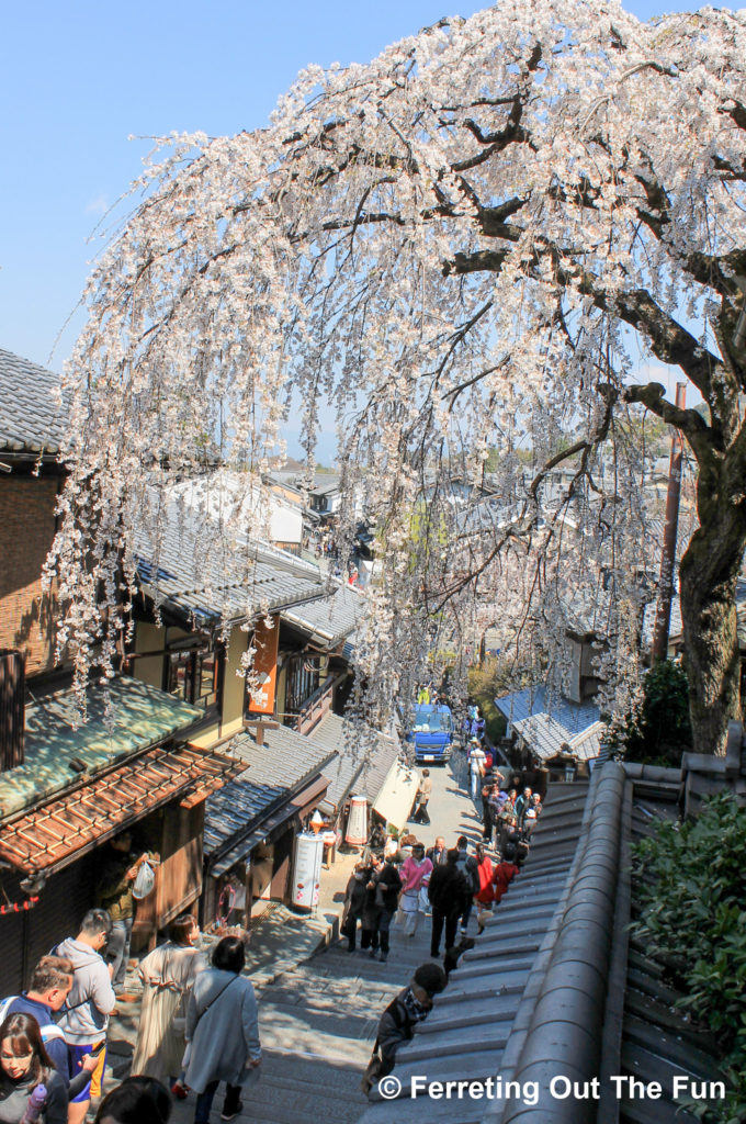 A weeping cherry tree hangs over a shopping street in the historic Gion district of Kyoto, Japan