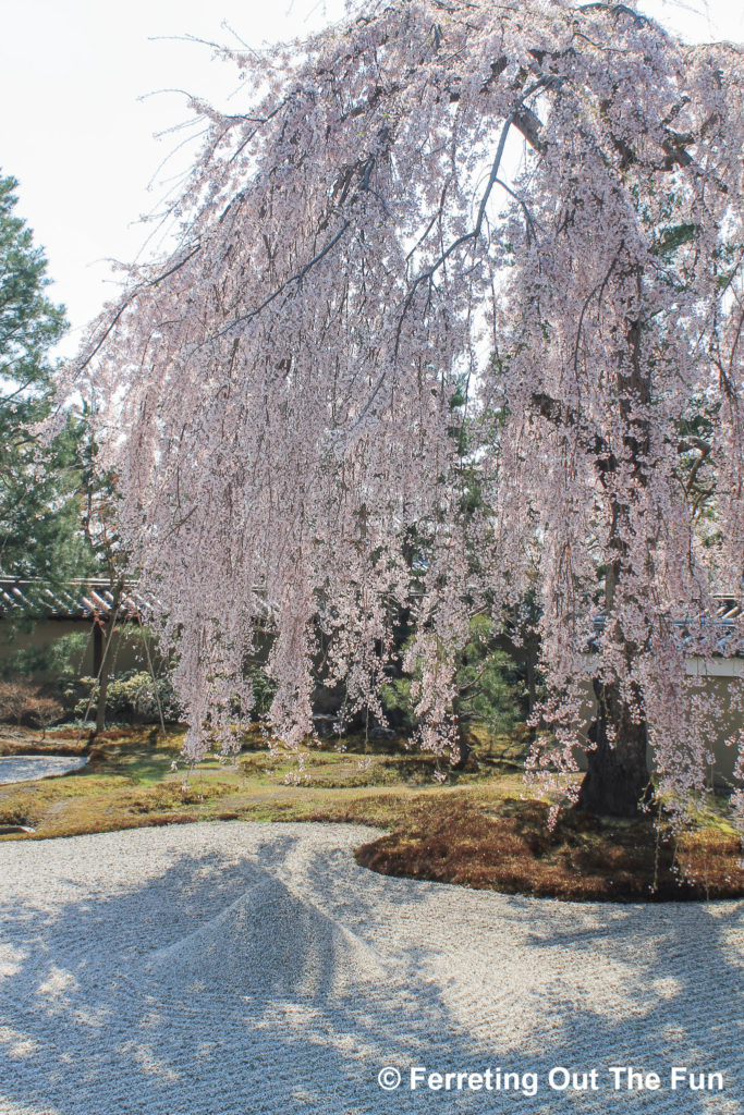 The famed weeping cherry blossom tree of Kodai-ji rock garden / Kyoto, Japan