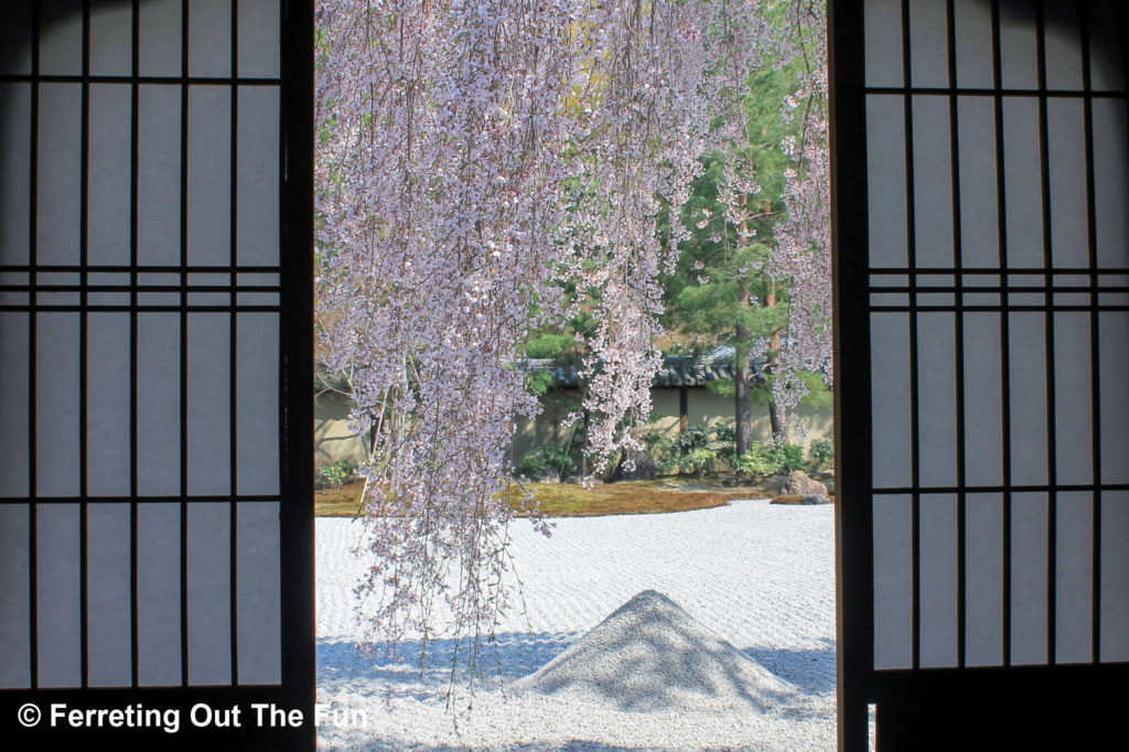 kodai-ji cherry tree