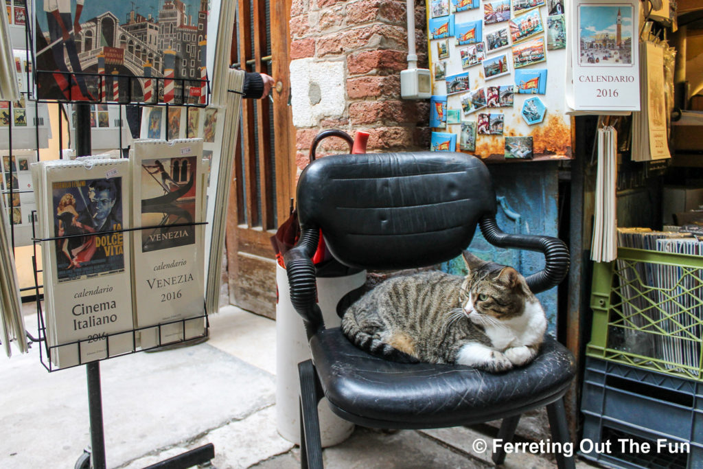 venice bookstore cat