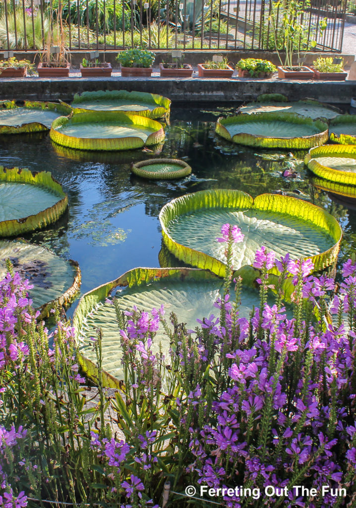 Giant lily pads at the Padua Botanical Garden in Italy