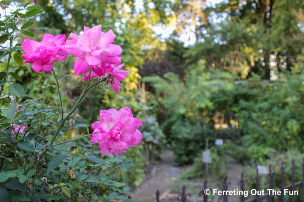 padua botanical garden