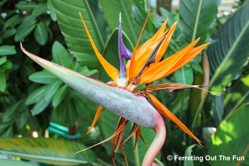 bird of paradise flower