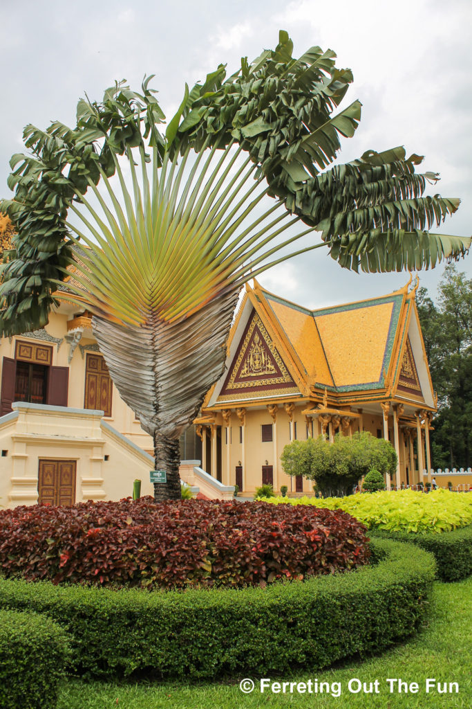 A massive Traveller's Palm on the manicured grounds of the Cambodian Royal Palace in Phnom Penh